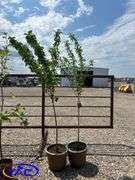 2- Tecumseh Plums (BUYER MUST PAY 2X THE BID PRICE)