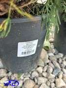 4- Savin Juniper (BUYER MUST PAY 4X THE BID PRICE)