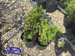 3- Mango Tango Potentilla (BUYER MUST PAY 3X THE BID PRICE)