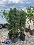 5 - Brandon Pyramid Cedars (BUYER MUST PAY 5X THE BID PRICE)