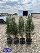 4- Moonglow Juniper (BUYER MUST PAY 4X THE BID PRICE)