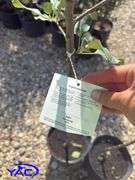 2- Honeycrisp Apple Tree's (BUYER MUST PAY 2X THE BID PRICE)