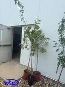 3-Gemini Apple Tree's (BUYER MUST PAY 3X THE BID PRICE)
