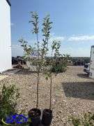 2- Honeycrisp Apple Tree's (BUYER MUST PAY 2X THE BID PRICE)