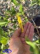 3- Nothern Gold Forsythia (BUYER MUST PAY 3X THE BID PRICE)