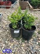 4- North Blue Blueberry (BUYER MUST PAY 4X THE BID PRICE)