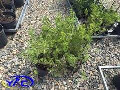 3- Gold Finger Potentilla (BUYER MUST PAY 3X THE BID PRICE)