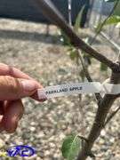 2- Parkland Apple Tree (BUYER MUST PAY 2X THE BID PRICE)
