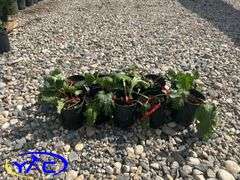 10- Red Rhubarb (BUYER MUST PAY 10X THE BID PRICE)