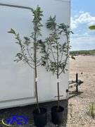 2- Fall Red Apple Tree's (BUYER MUST PAY 2X THE BID PRICE)