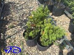 3- Mango Tango Potentilla (BUYER MUST PAY 3X THE BID PRICE)
