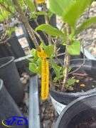 3- Nothern Gold Forsythia (BUYER MUST PAY 3X THE BID PRICE)