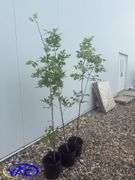 3- Green Ash Tree (BUYER MUST PAY 3X THE BID PRICE)