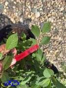 3- Nanking Cherries (BUYER MUST PAY 3X THE BID PRICE)