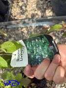 3- Nannyberry Shrubs (BUYER MUST PAY 3X THE BID PRICE)