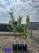 3- Casino Apricot (BUYER MUST PAY  3X THE BID PRICE)