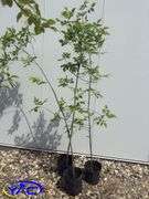 3- Green Ash Tree (BUYER MUST PAY 3X THE BID PRICE)