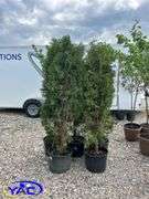 5 - Brandon Pyramid Cedars (BUYER MUST PAY 5X THE BID PRICE)