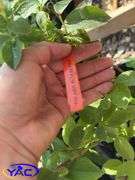 4- Polaris Blueberry (BUYER MUST PAY 4X THE BID PRICE)