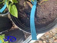 4- Patriot Blueberry (BUYER MUST PAY 4X THE BID PRICE)