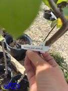 2- Goodland Apple Trees (BUYER MUST PAY 2X THE BID PRICE)