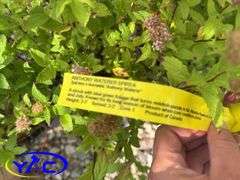 3- Anthony Waterer Spirea (BUYER MUST PAY 3X THE BID PRICE)