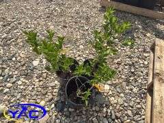 3- Nothern Gold Forsythia (BUYER MUST PAY 3X THE BID PRICE)