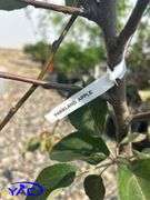 2- Parkland Apple Tree (BUYER MUST PAY 2X THE BID PRICE)