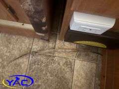 2009  FOREST RIVER  Rockwood Freedom Camping Trailer