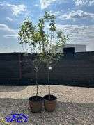2- Dexter Apple Tree's (BUYER MUST PAY 2X THE BID PRICE)