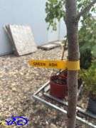 3- Green Ash Tree (BUYER MUST PAY 3X THE BID PRICE)