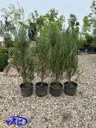 4- Moonglow Juniper (BUYER MUST PAY 4X THE BID PRICE)