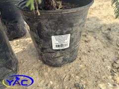 3- Globe Cedar (BUYER MUST PAY 3X THE BID PRICE)