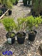 3- Snowmound Spirea (BUYER MUST PAY 3X THE BID PRICE)