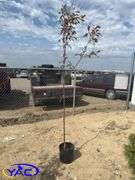Big River Flowering Crab Tree