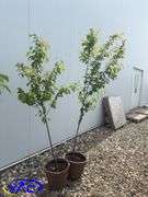 2- Pembina Plum (BUYER MUST PAY 2X THE BID PRICE)