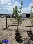 2-Mount Royal Plums (BUYER MUST 2X THE BID PRICE)