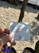 2- Fall Red Apple Tree's (BUYER MUST PAY 2X THE BID PRICE)