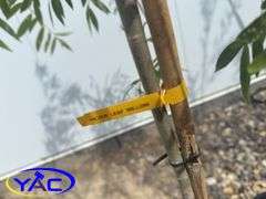 2- Sliver Leaf Willow (BUYER MUST PAY 2X THE BID PRICE)