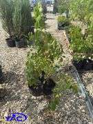 3- Nannyberry Shrubs (BUYER MUST PAY 3X THE BID PRICE)