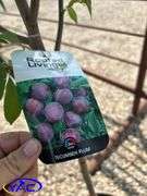 2- Tecumseh Plums (BUYER MUST PAY 2X THE BID PRICE)