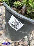 5- Buffalo Juniper (BUYER MUST PAY 5X THE BID PRICE)