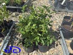 4- Patriot Blueberry (BUYER MUST PAY 4X THE BID PRICE)