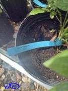 4- Patriot Blueberry (BUYER MUST PAY 4X THE BID PRICE)