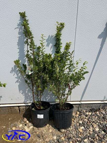 2 - Nanking Cherry 's (BUYER MUST PAY 2X THE BID PRICE)