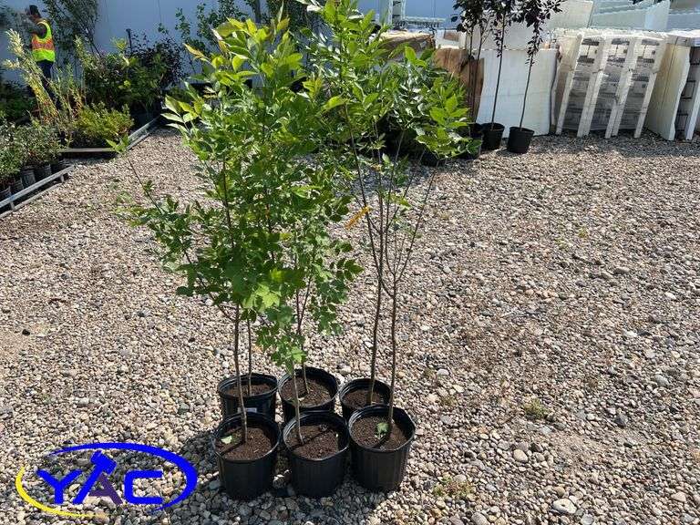 6 - Green Ash (BUYER MUST PAY 6X THE BID PRICE)