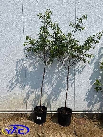 2 - Cupid Cherry 's (BUYER MUST PAY 2X THE BID PRICE)