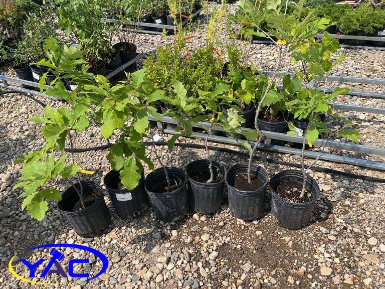 6 - Burr Oak Trees (BUYER MUST PAY 6X THE BID PRICE)
