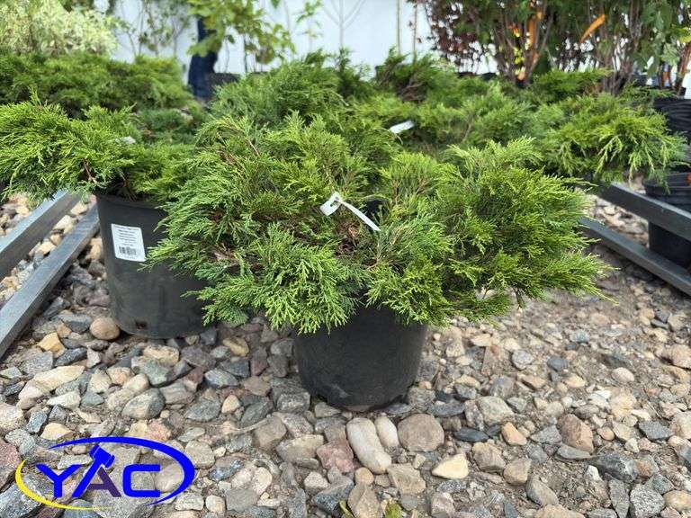 8 - Calgary Carpet Low Junipers (BUYER MUST PAY 8X THE BID PRICE)