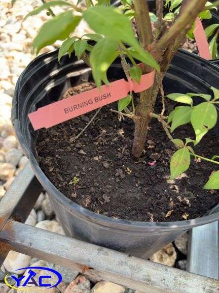 6 - Burning Bush  (BUYER MUST PAY 6X THE BID PRICE)